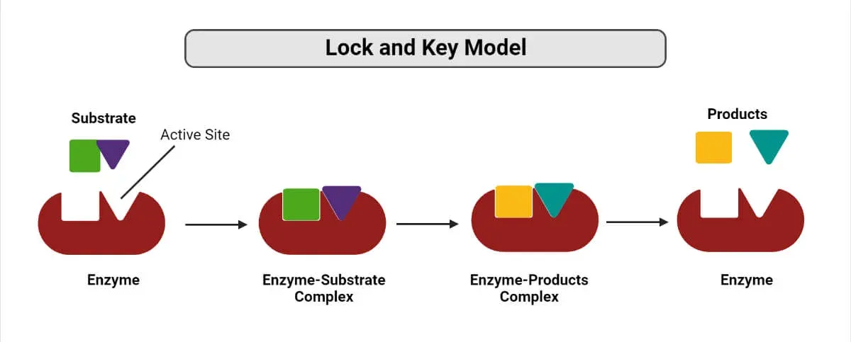 Fischer's hypothesis